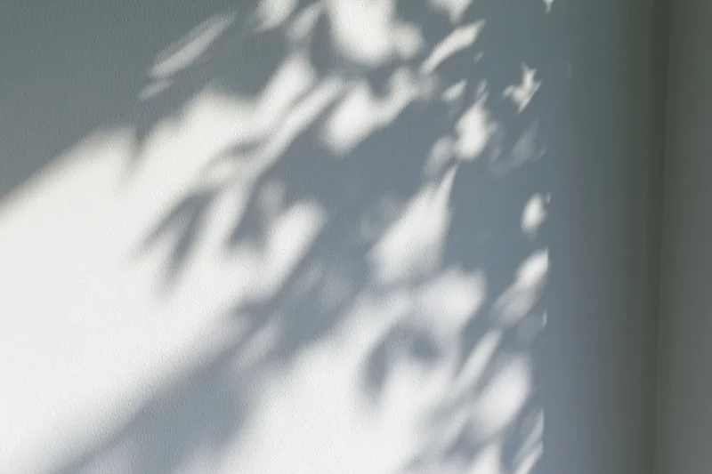 Dappled leaf shadows cast across a plain white wall in soft sunlight