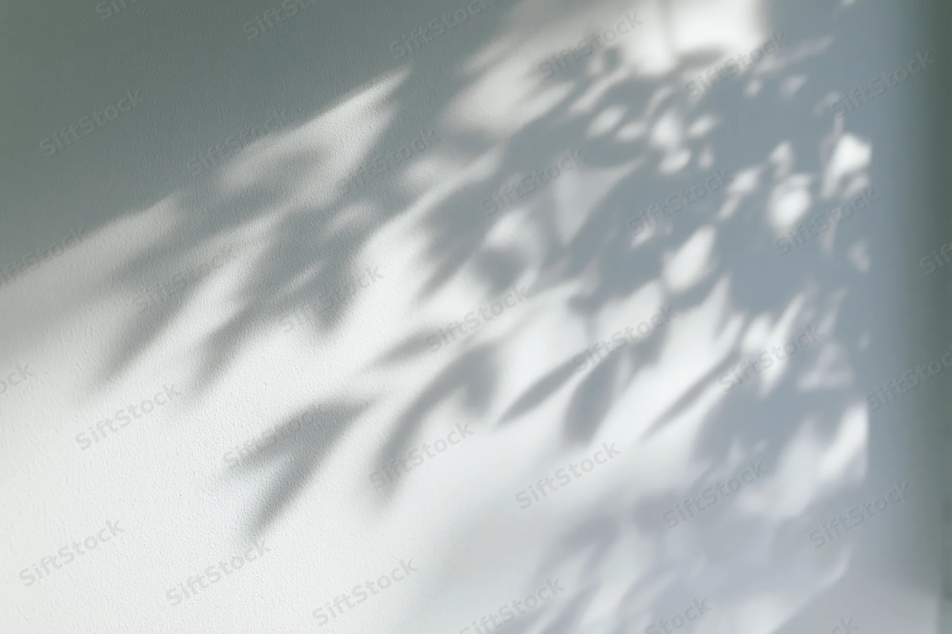 Dappled leaf shadows cast across a plain white wall in soft natural light