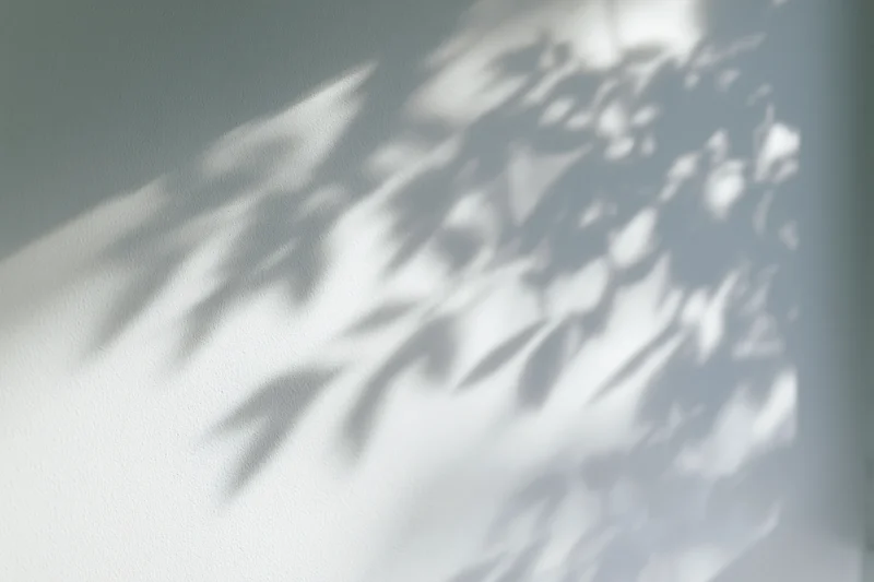 Dappled leaf shadows cast across a plain white wall in soft natural light