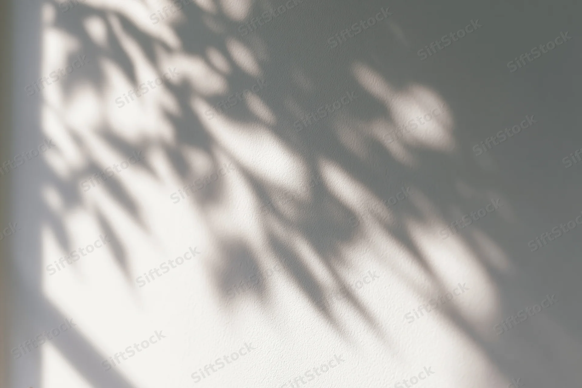 Dappled leaf shadows cast across a plain white wall in soft sunlight
