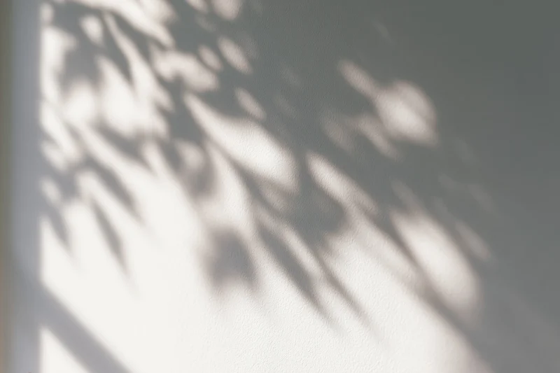 Dappled leaf shadows cast across a plain white wall in soft sunlight