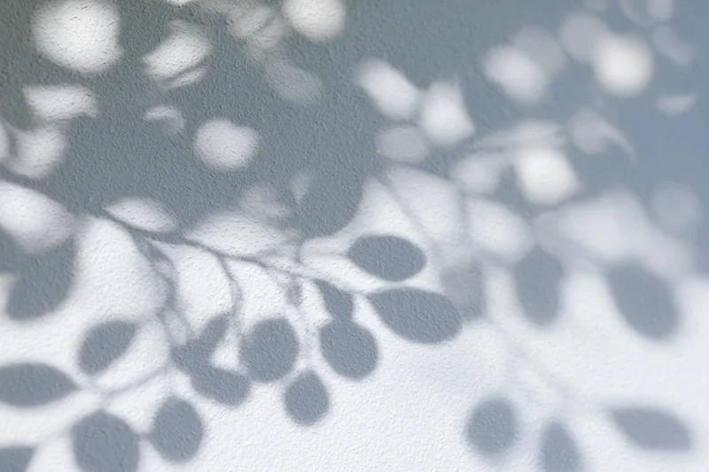 Dappled shadows of tree branches and leaves on a textured white wall