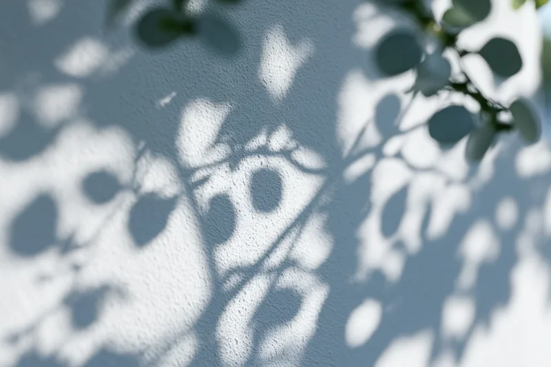 Dappled shadows of tree branches and round leaves on a textured white wall in daylight