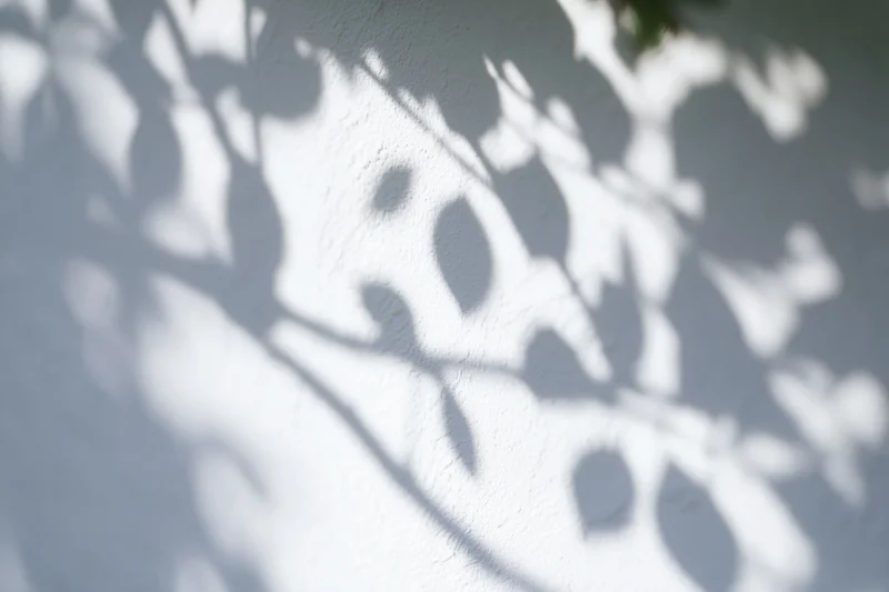 Dappled shadows of tree branches and leaves on a white textured wall in daylight