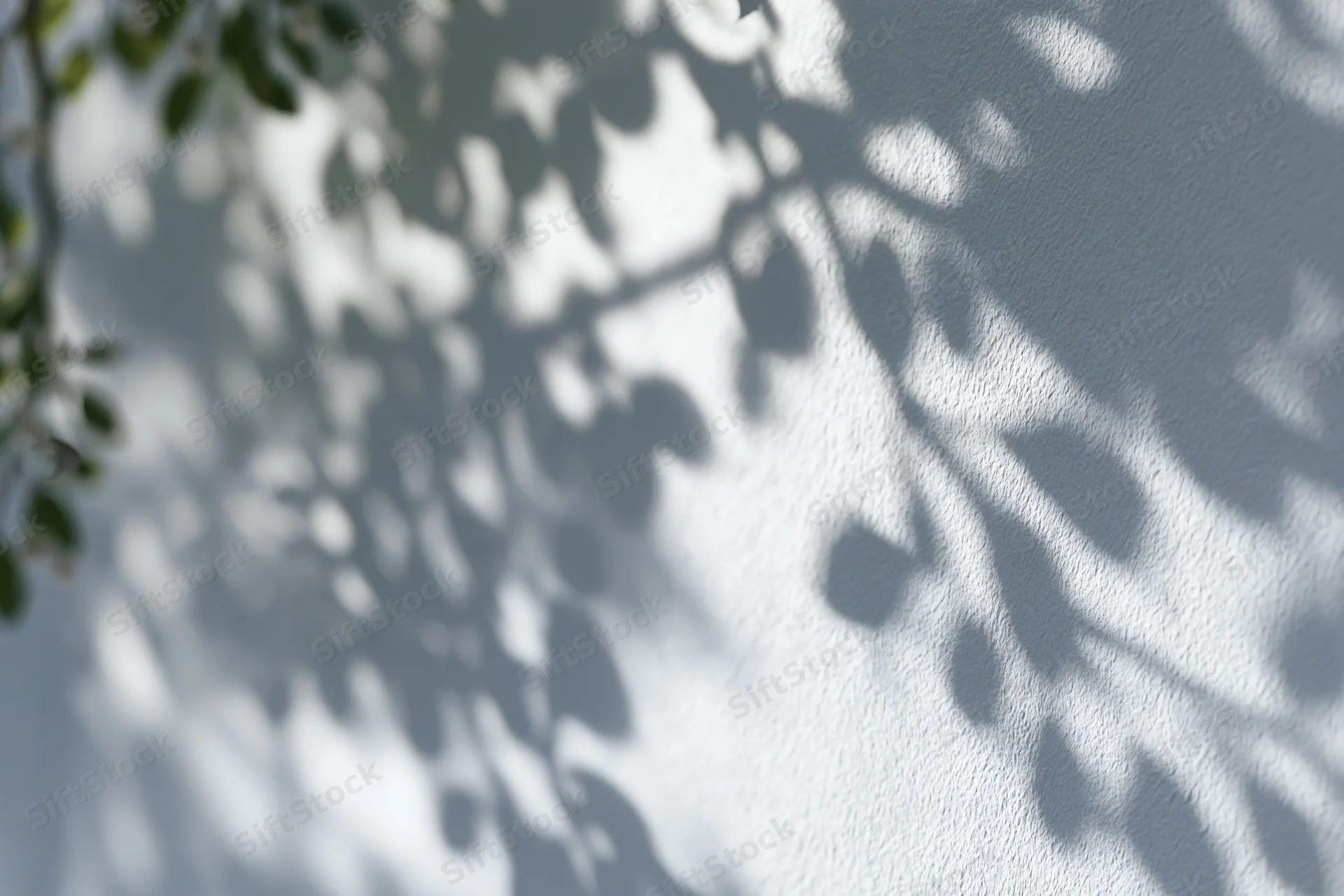 Dappled shadows of tree leaves and branches cast on a textured white wall in soft sunlight