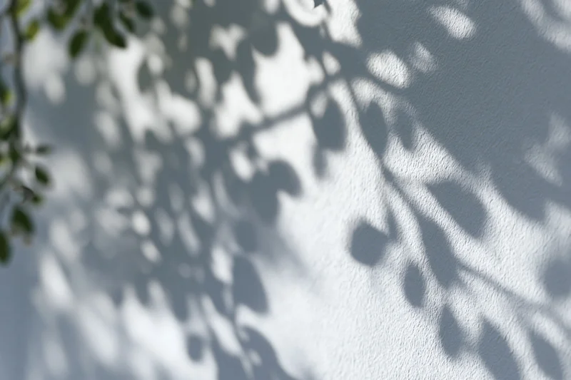 Dappled shadows of tree leaves and branches cast on a textured white wall in soft sunlight