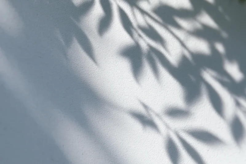 Leaf shadows cast across a textured white wall in soft daylight