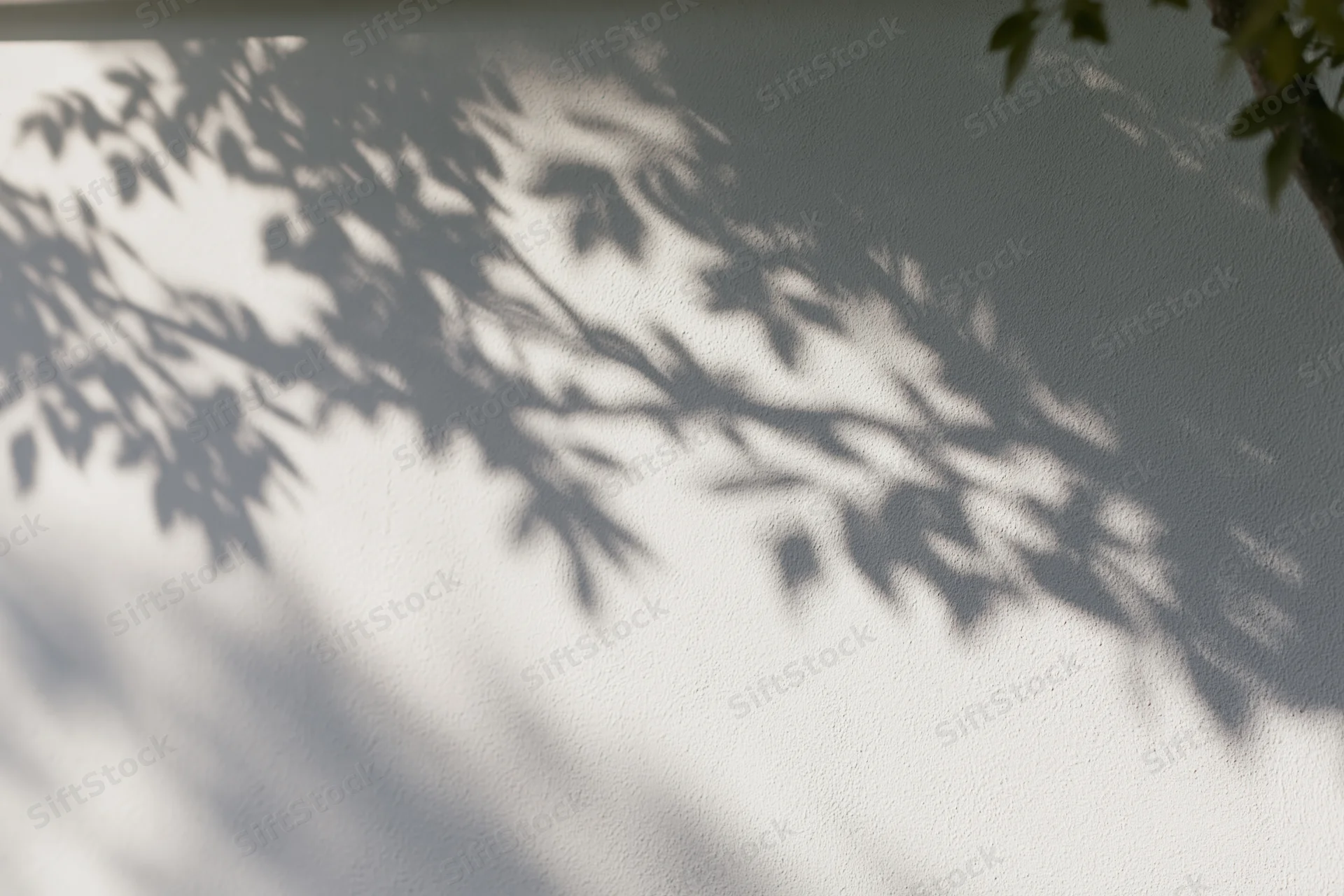 Soft grey shadows of tree branches cast across a plain white wall