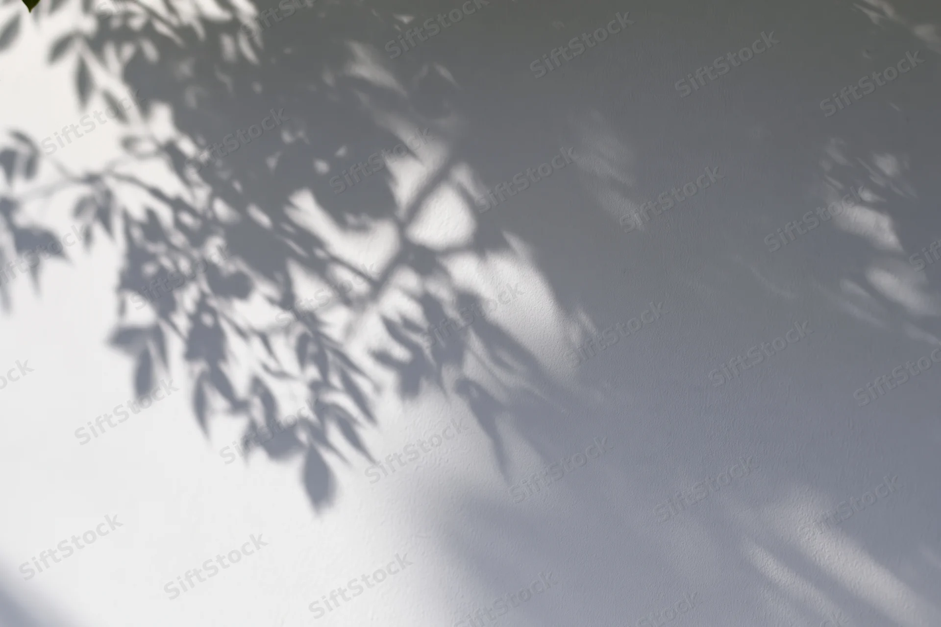 Soft gray shadows of tree branches and leaves cast across a plain wall in natural light