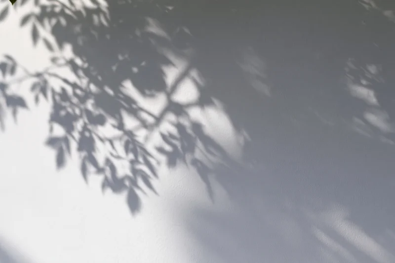 Soft gray shadows of tree branches and leaves cast across a plain wall in natural light