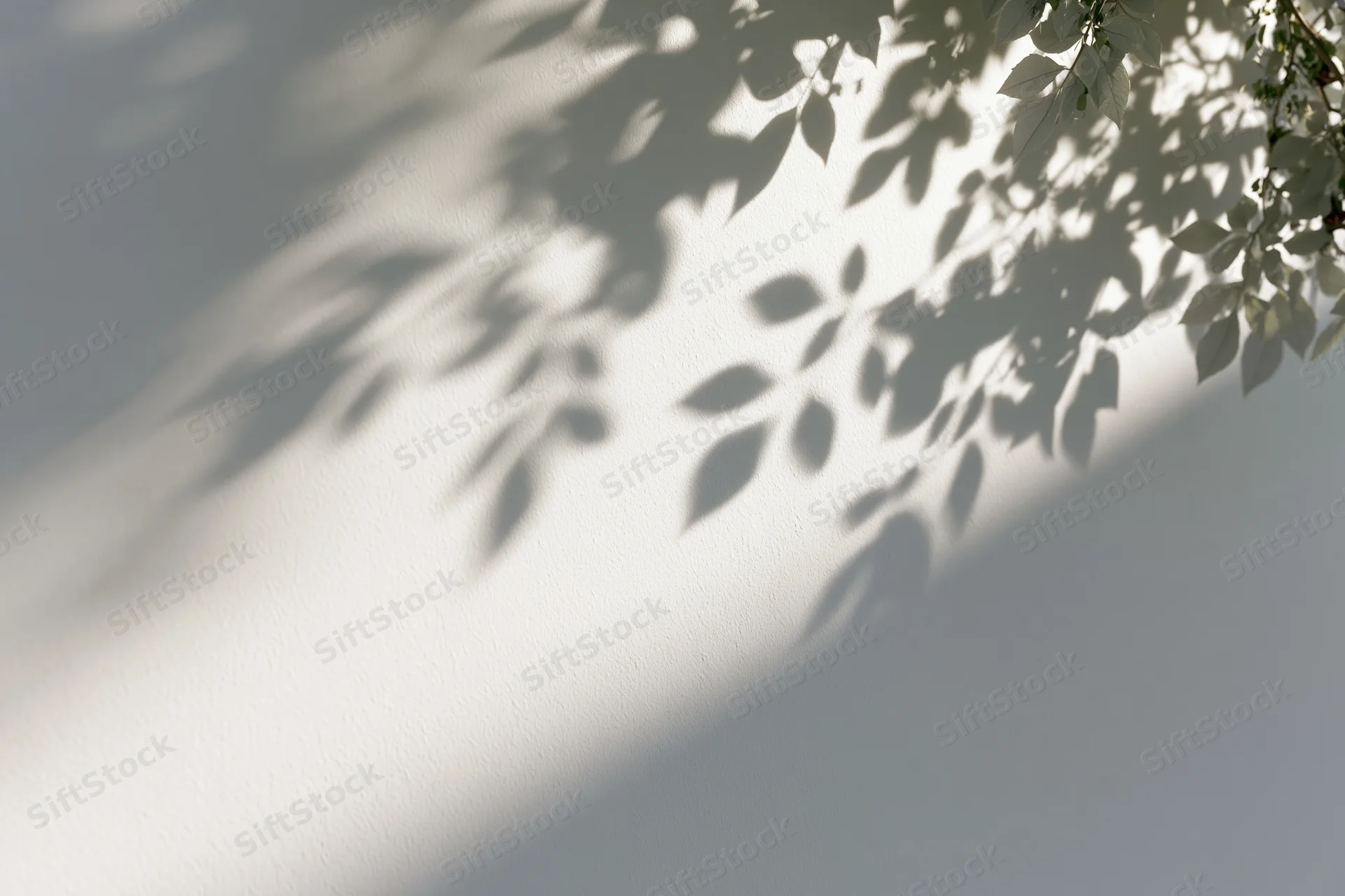 Leaf shadows cast across a white wall in soft sunlight