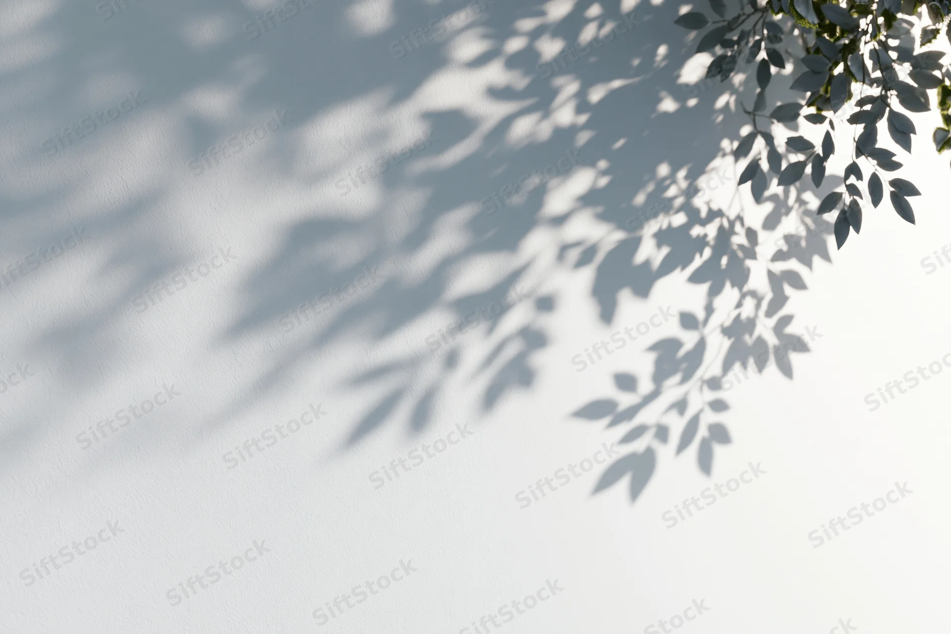 Leaf shadows cast across a white wall in soft sunlight