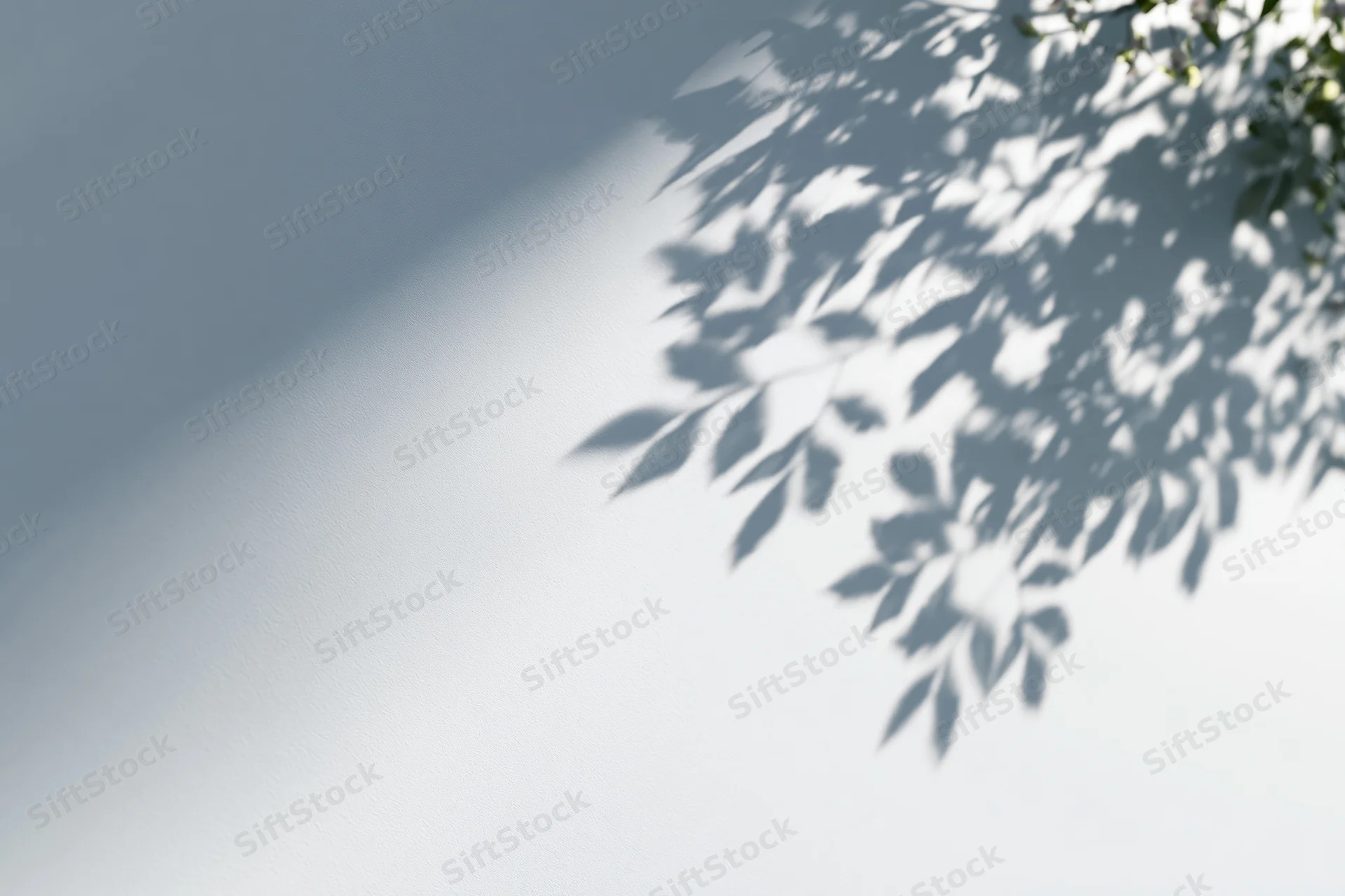 Leaf shadows cast across a white wall in soft sunlight