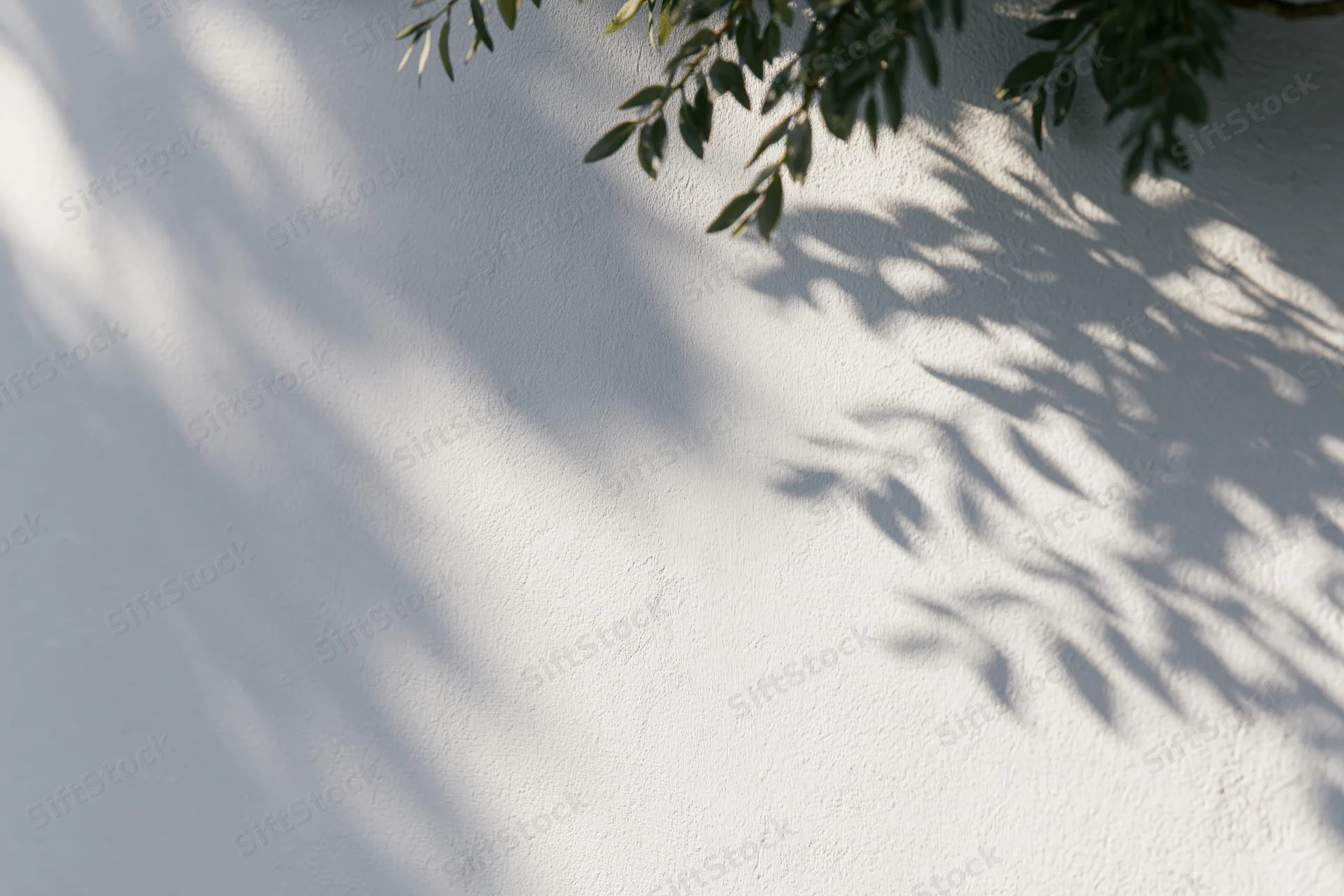 Leaf shadows cast across a white textured wall in soft sunlight