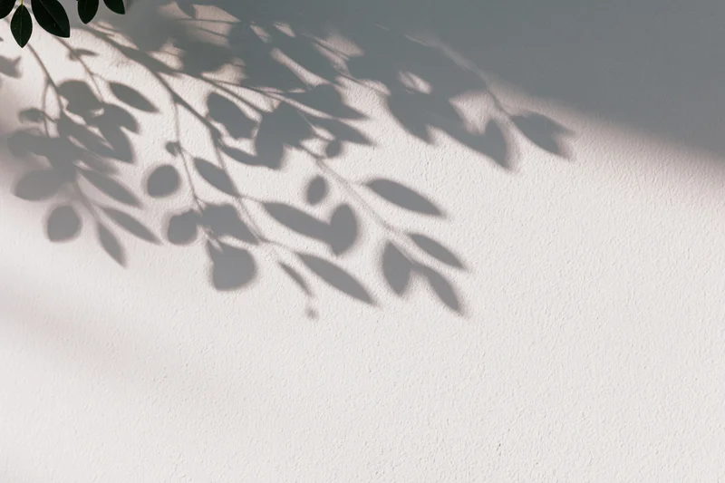 Soft shadow of leafy branches cast across a plain white wall