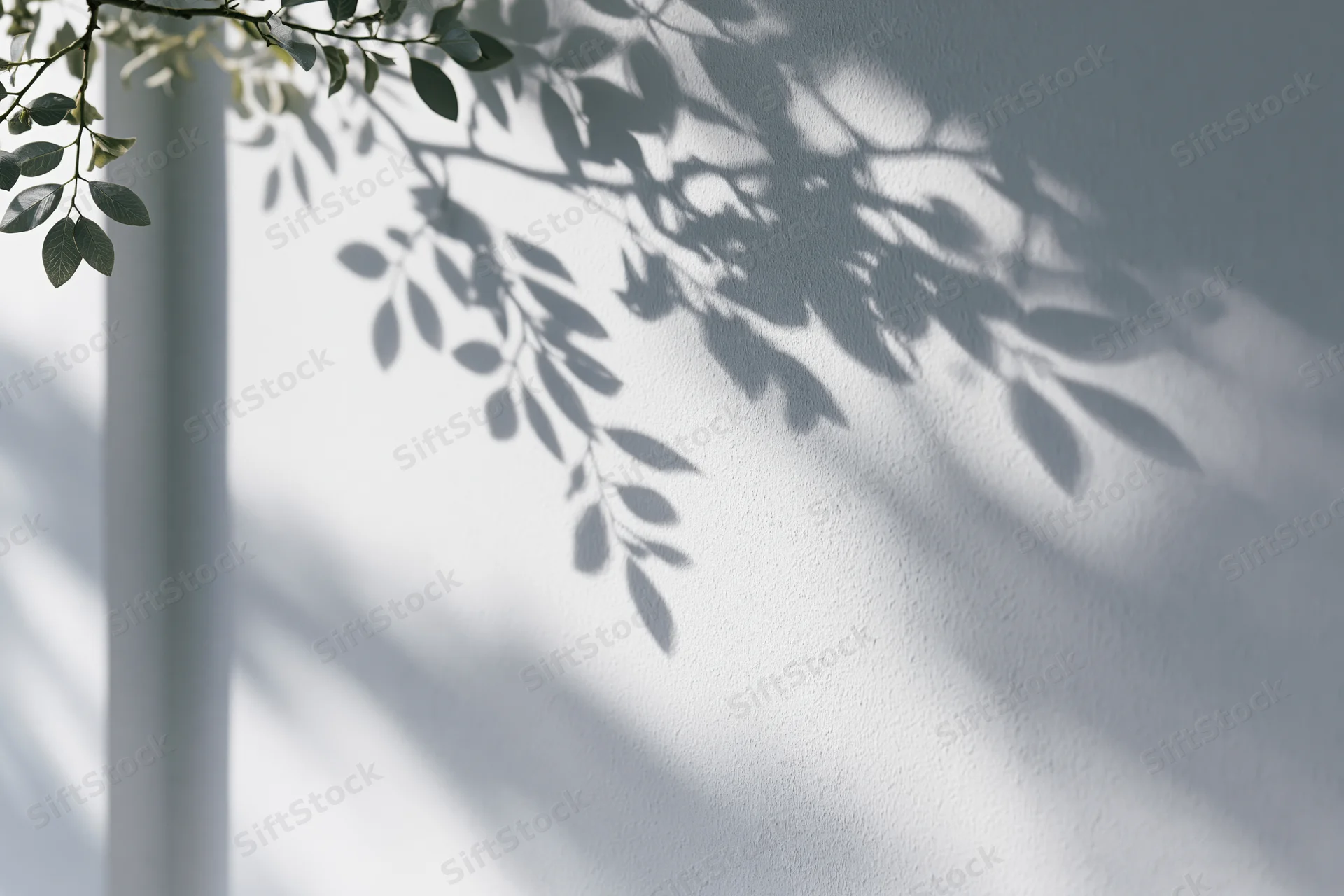 Leafy branches casting soft shadows on a white wall outdoors