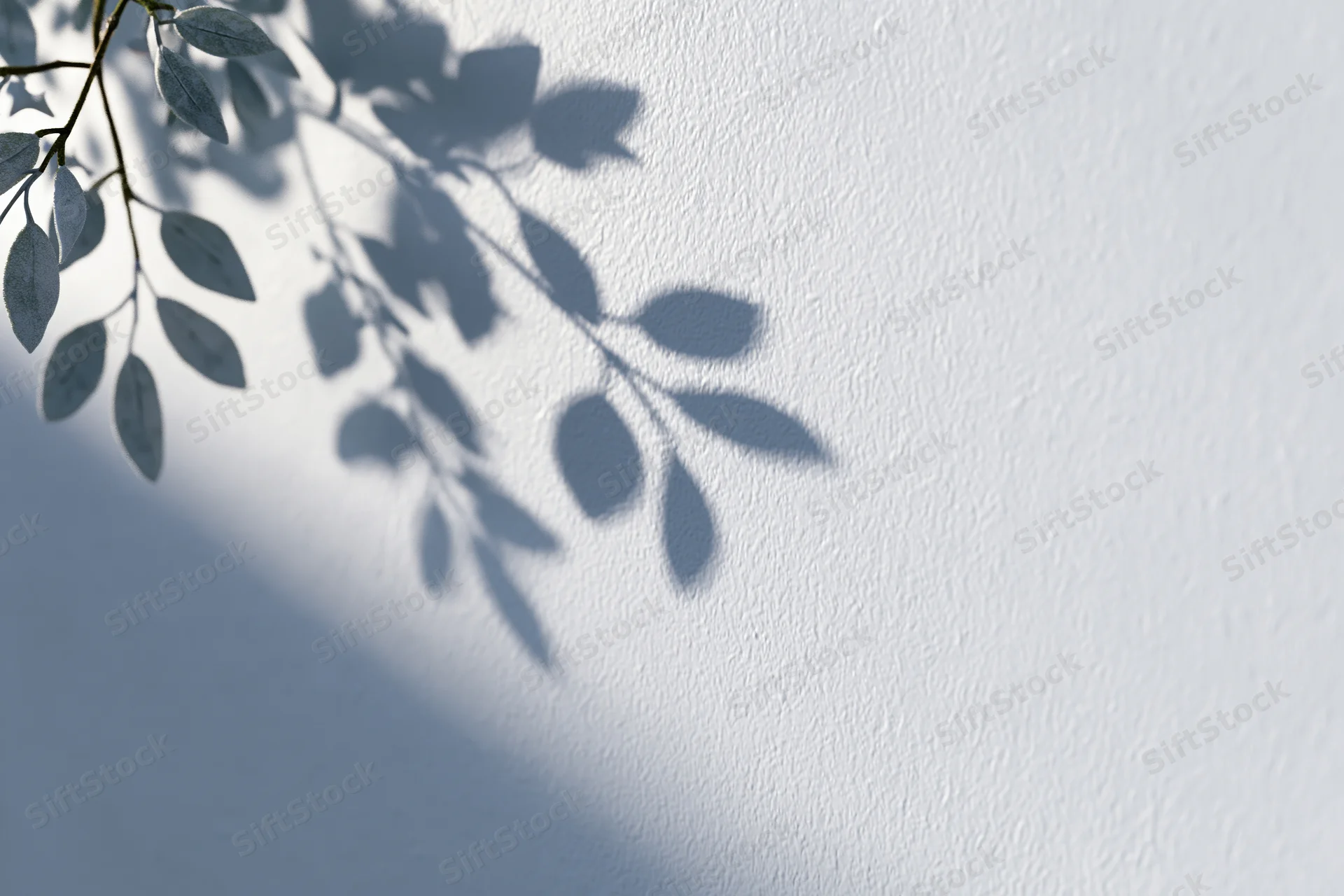 Soft shadow of leafy branches cast across a plain white wall