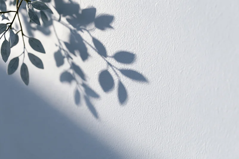 Soft shadow of leafy branches cast across a plain white wall