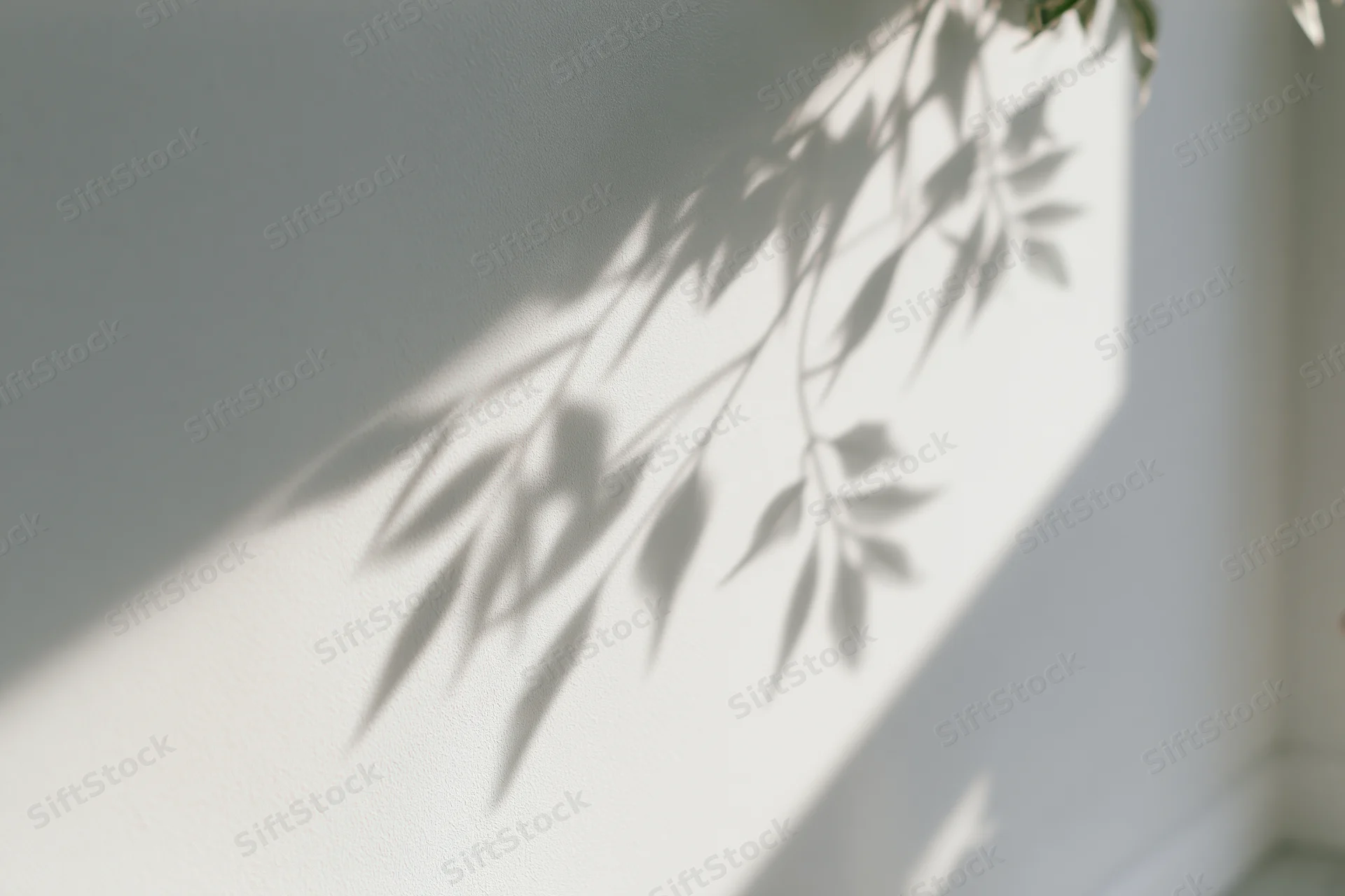 Soft leaf shadows cast across a white interior wall by sunlight
