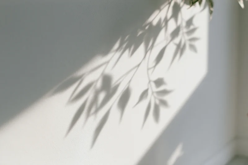 Soft leaf shadows cast across a white interior wall by sunlight