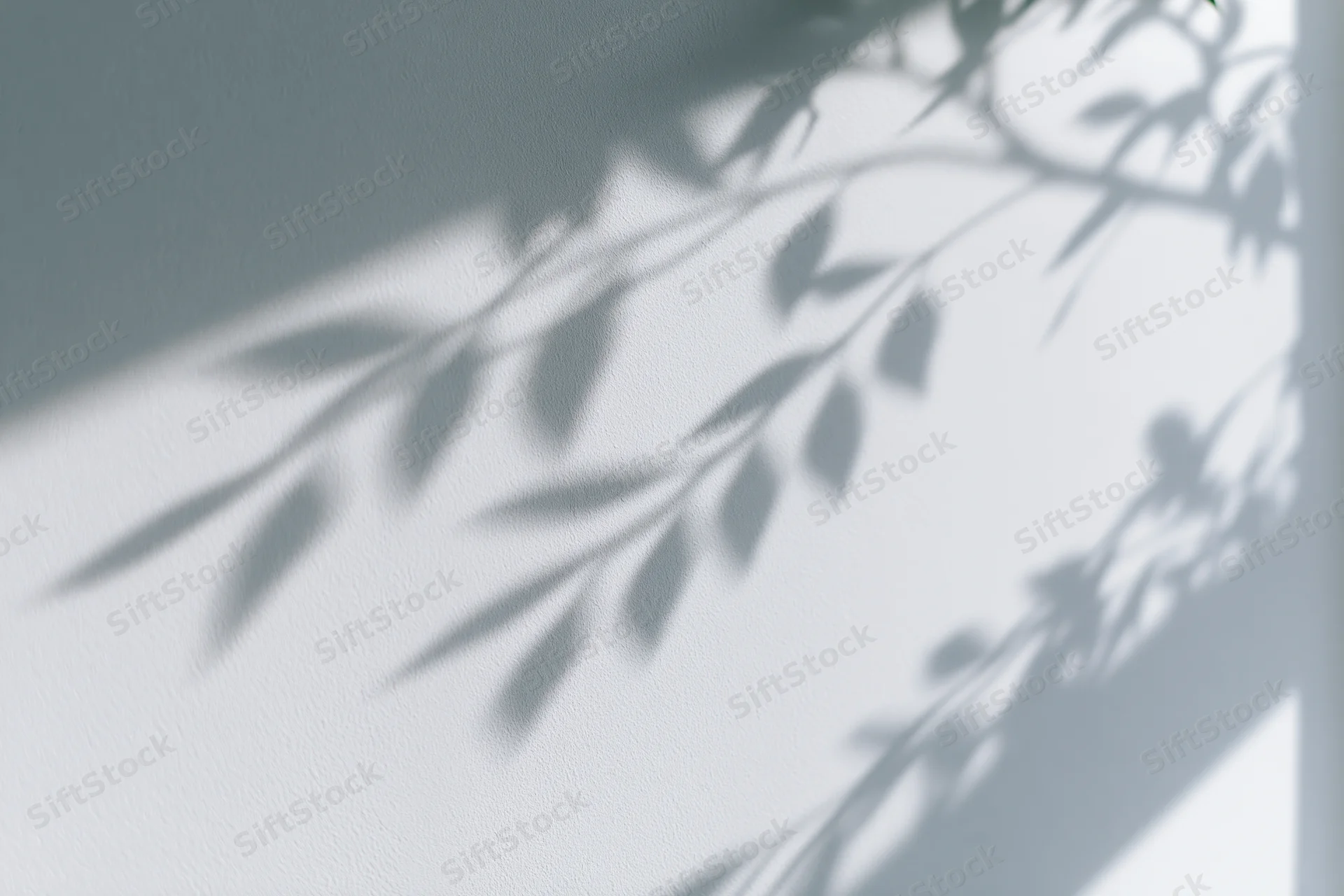 Soft shadows of leafy branches cast across a plain white wall