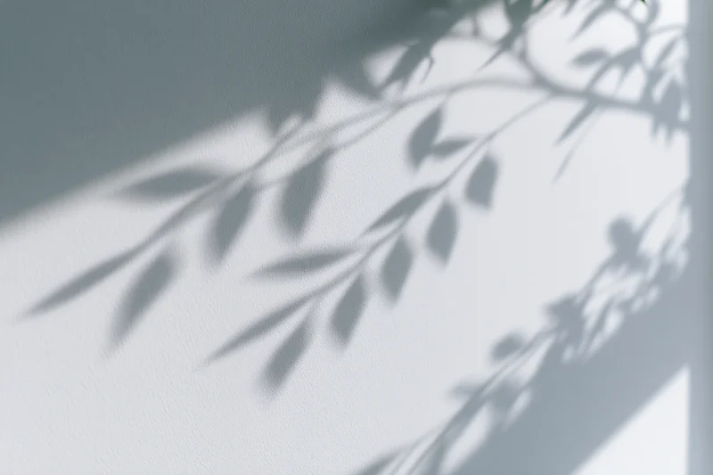 Soft shadows of leafy branches cast across a plain white wall