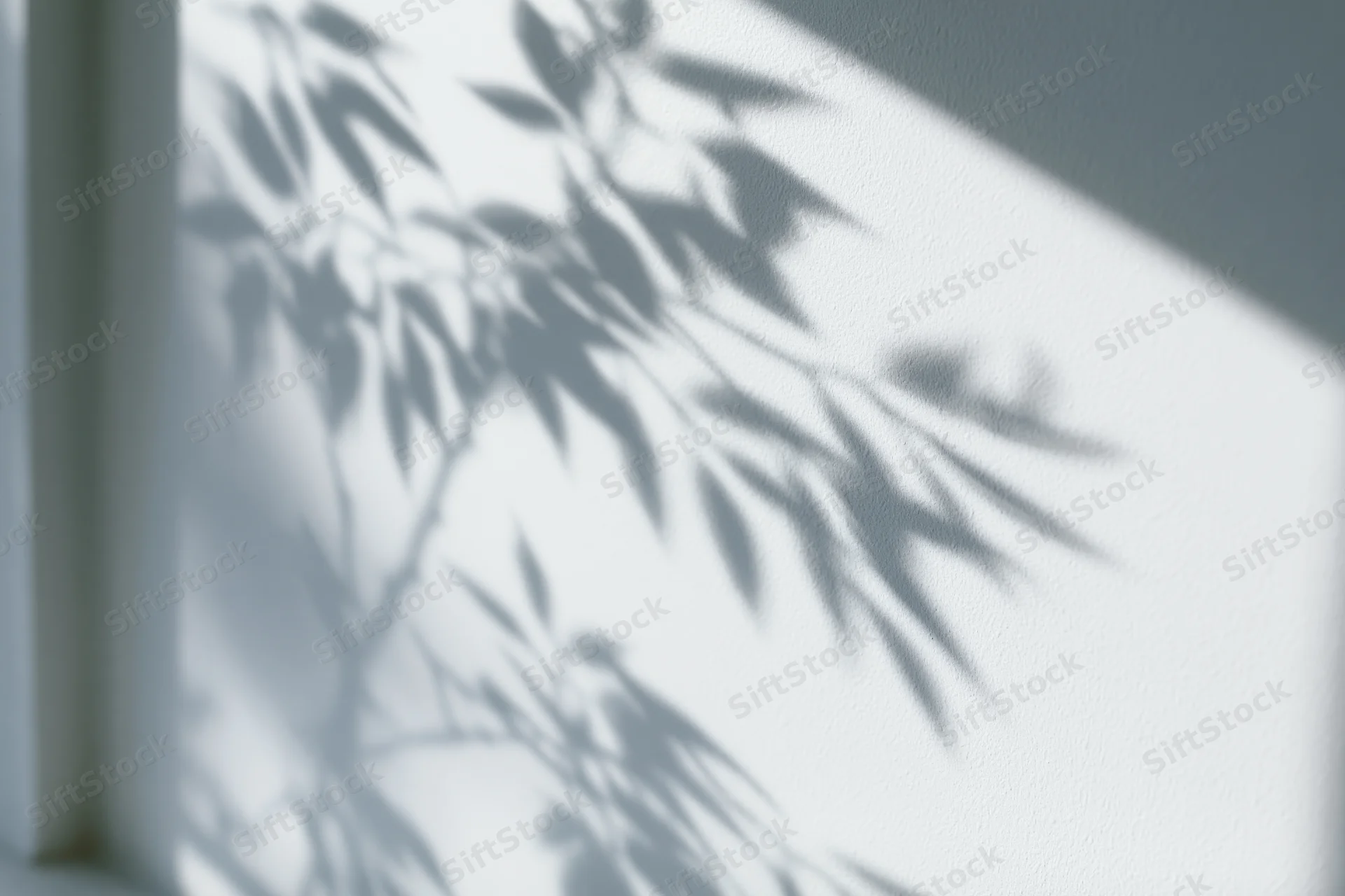 Soft shadows of leafy branches cast across a plain white wall