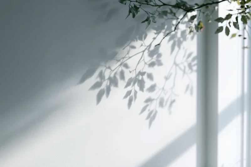 Leafy branches casting soft shadows on a white interior wall