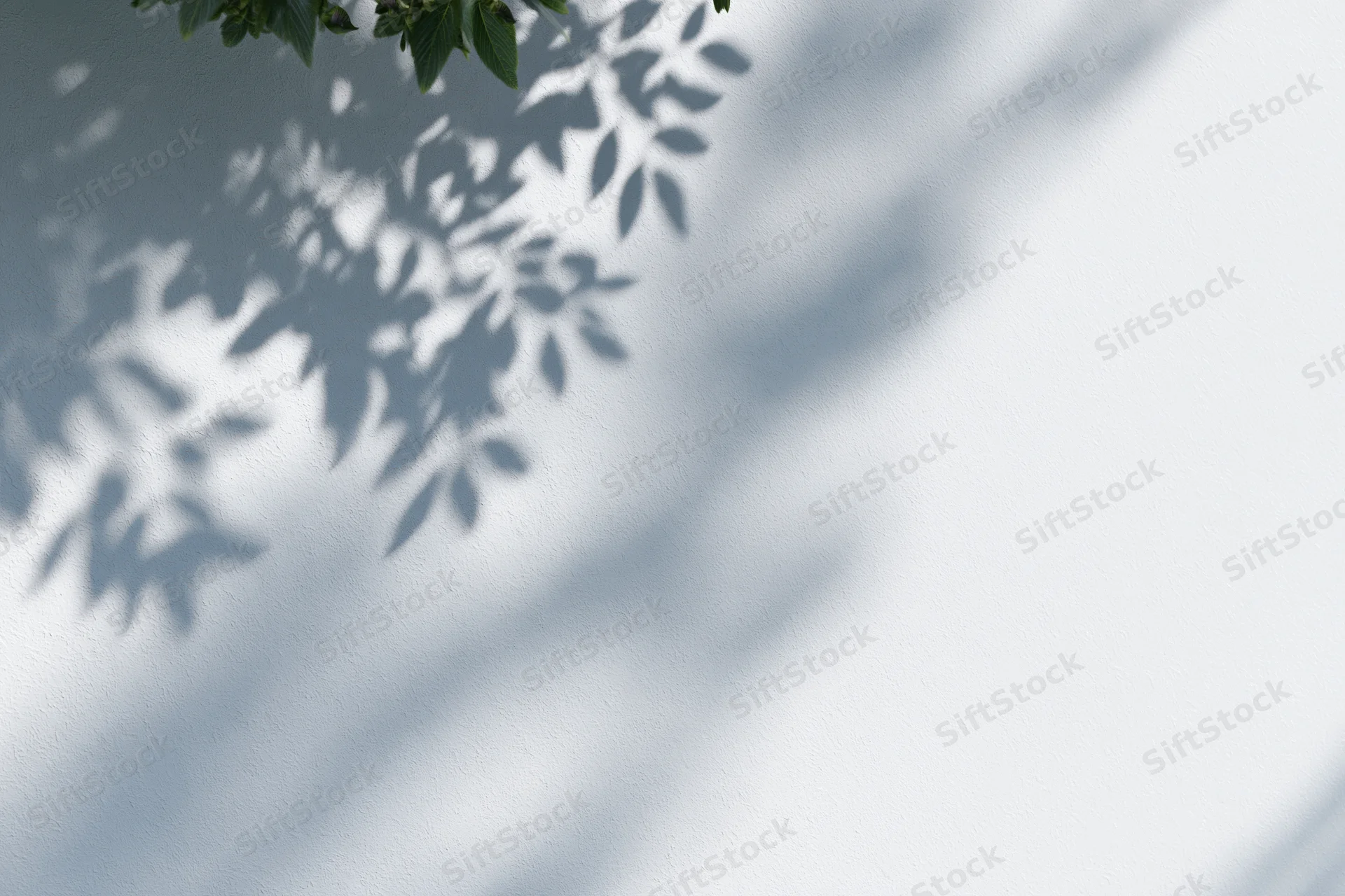 Leaf shadows cast across a white wall in soft sunlight