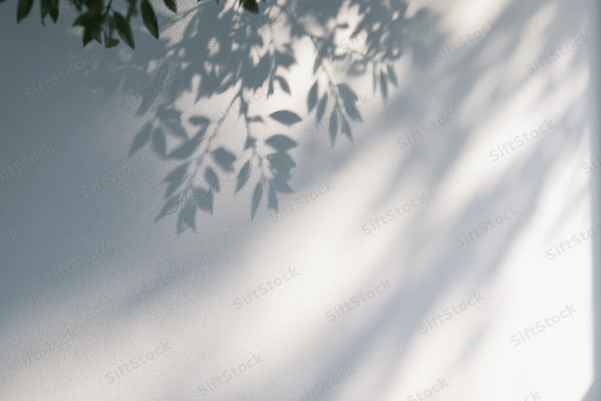 Soft shadows of leafy branches cast across a plain white wall