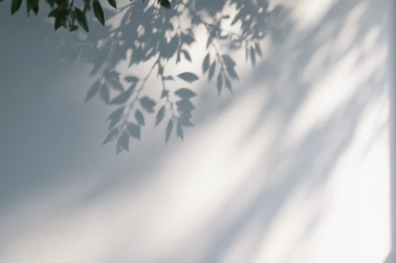 Soft shadows of leafy branches cast across a plain white wall