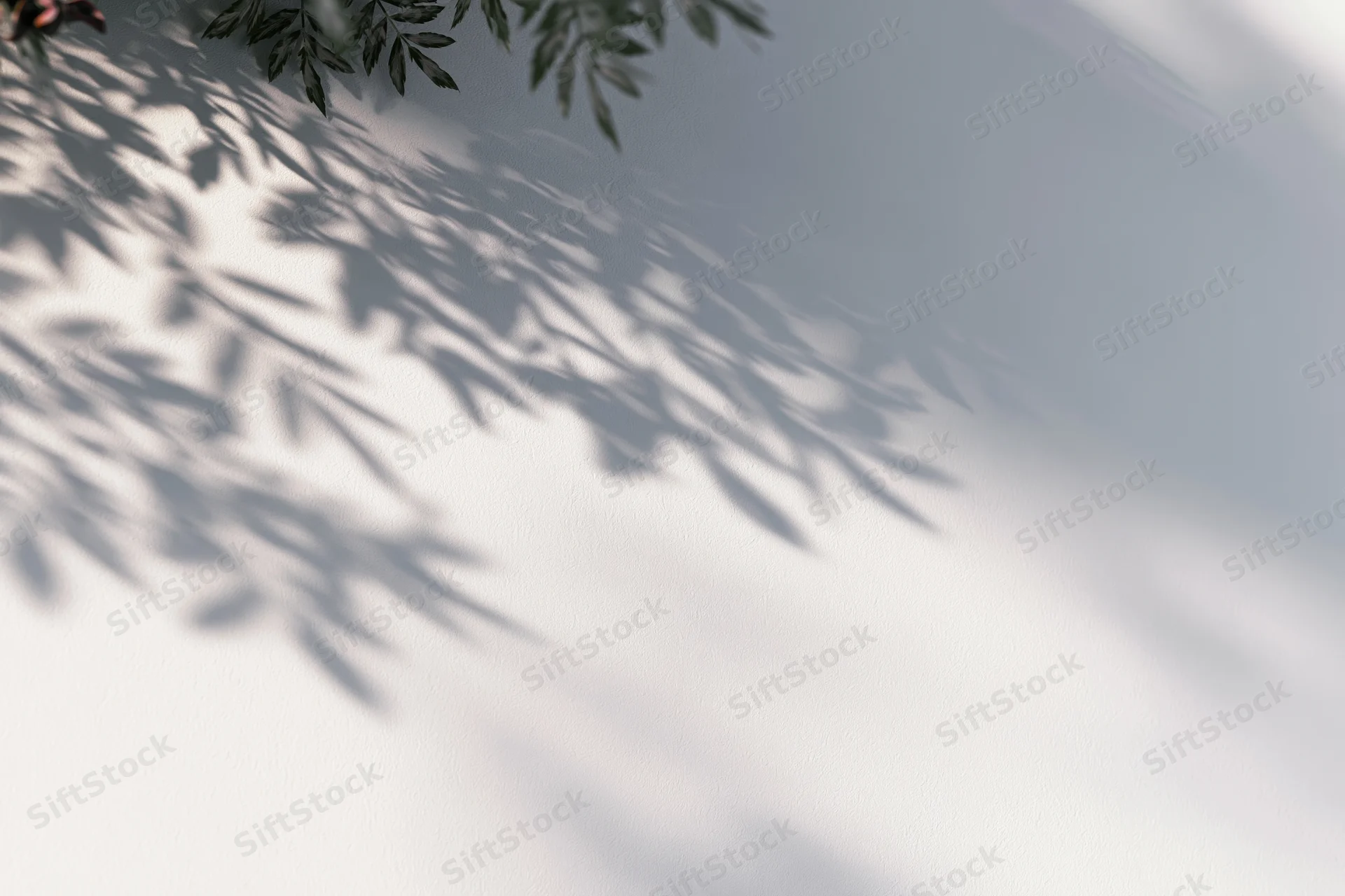 Leafy branches casting soft shadows on a white wall outdoors