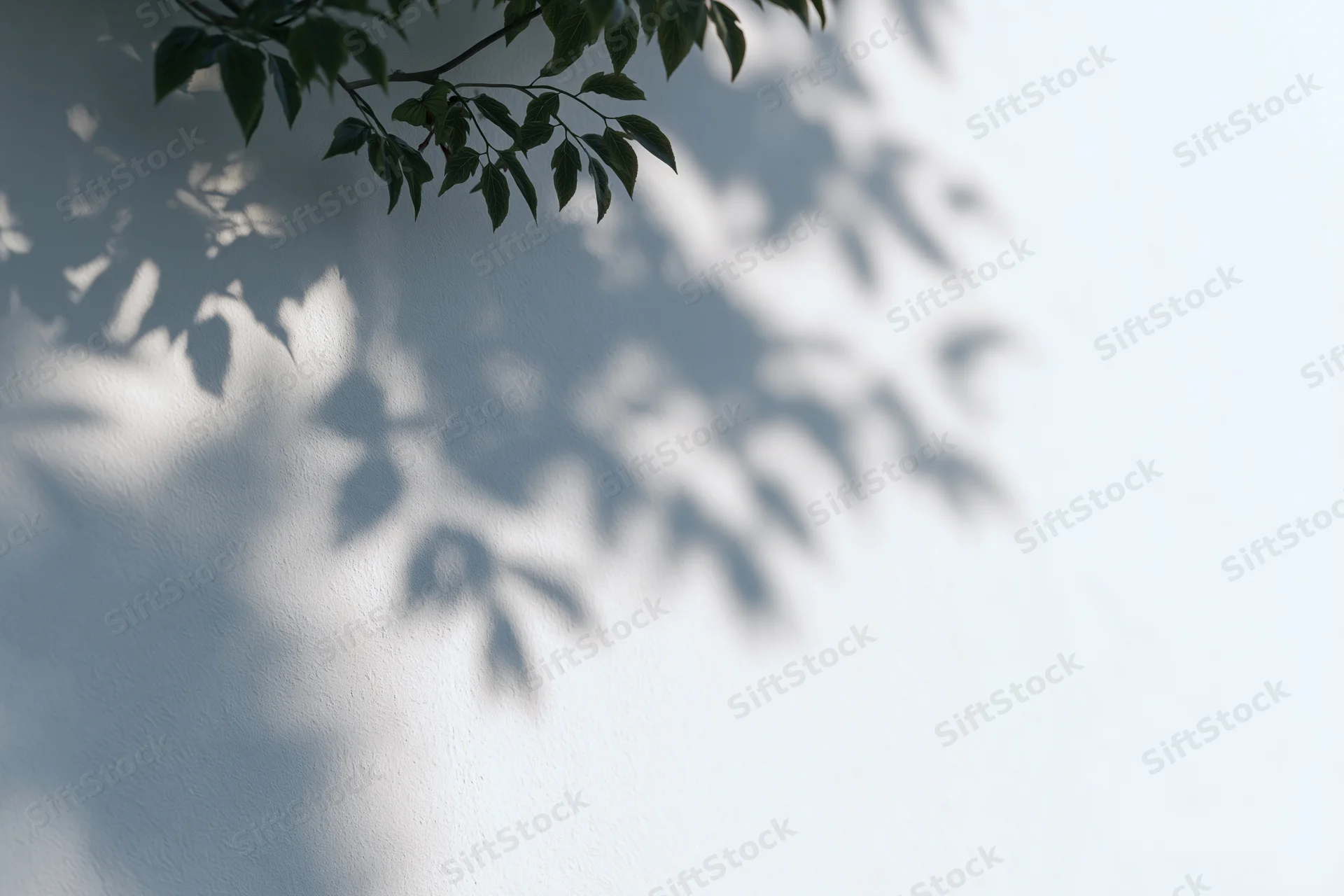 Leafy branches casting soft shadows on a white wall outdoors
