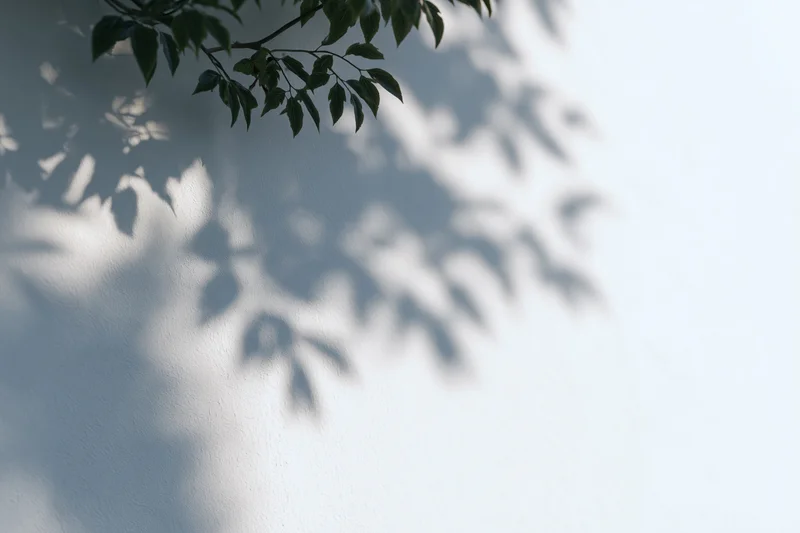 Leafy branches casting soft shadows on a white wall outdoors