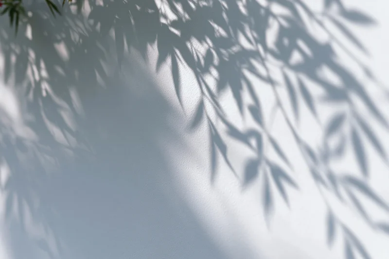 Soft shadows of leafy branches cast across a plain white wall