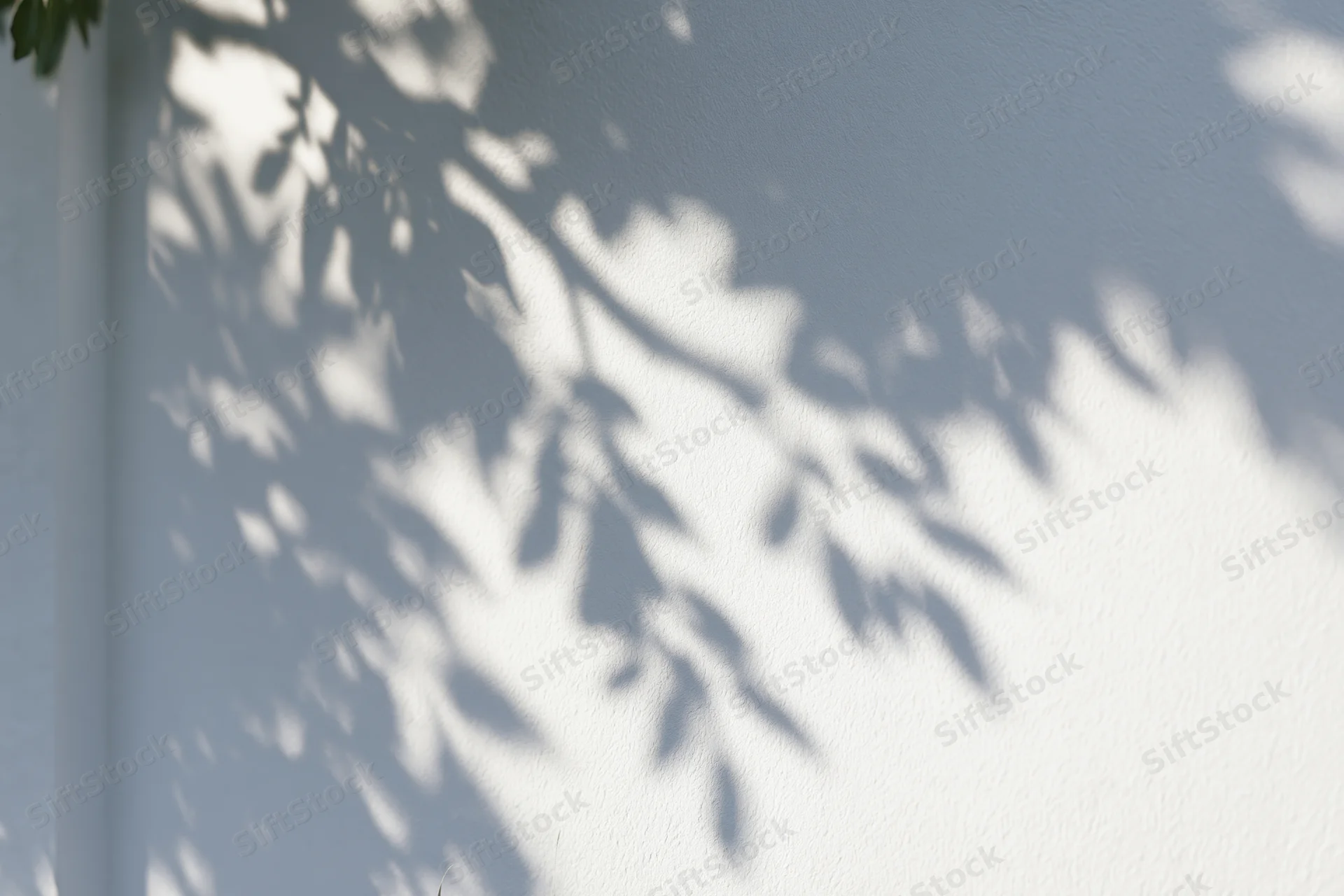 Soft shadows of leafy branches cast across a plain white wall