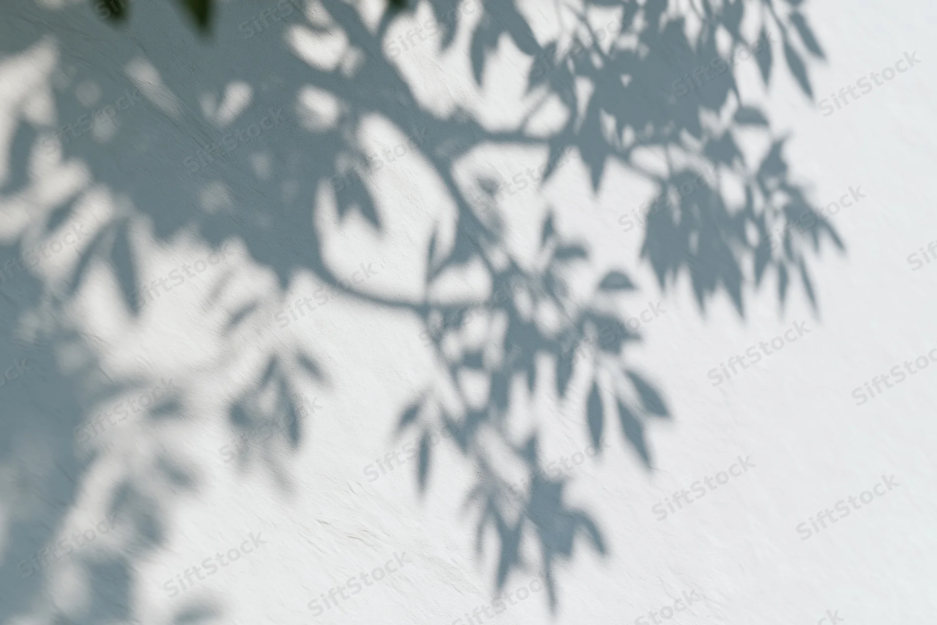 Soft shadows of tree branches and leaves cast on a white wall
