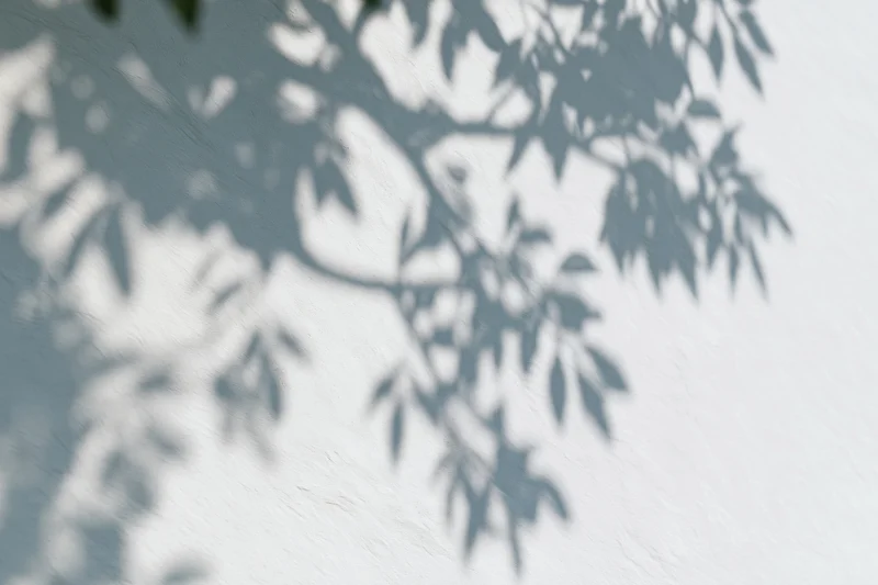 Soft shadows of tree branches and leaves cast on a white wall