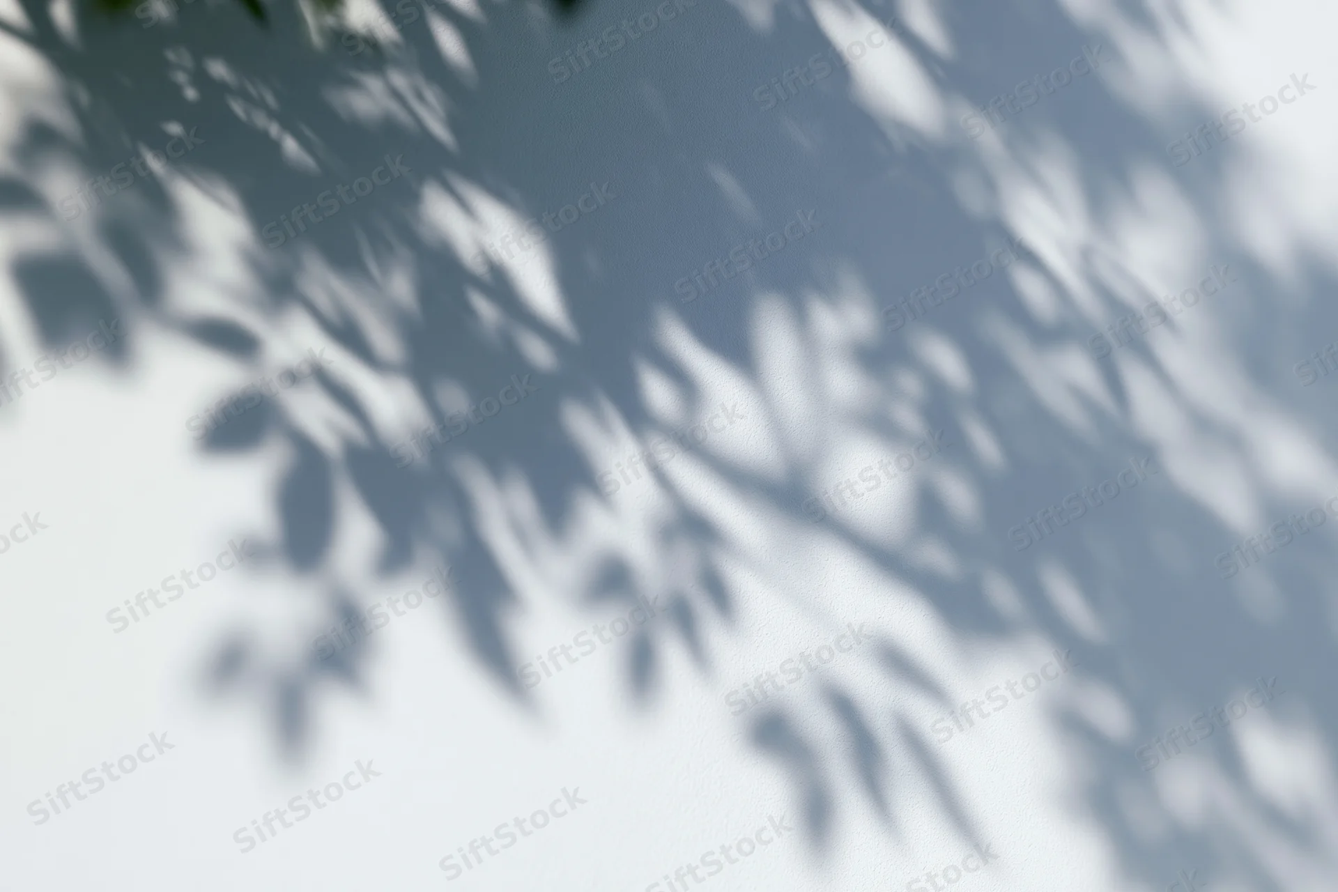 Soft shadows of leafy branches cast across a plain white wall