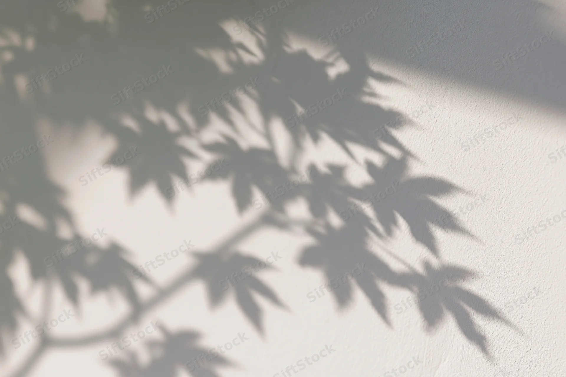 Soft shadows of maple leaves and branches cast on a plain wall