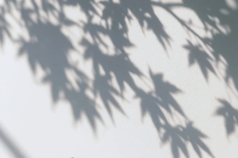 Soft shadows of maple leaves and branches cast on a white wall