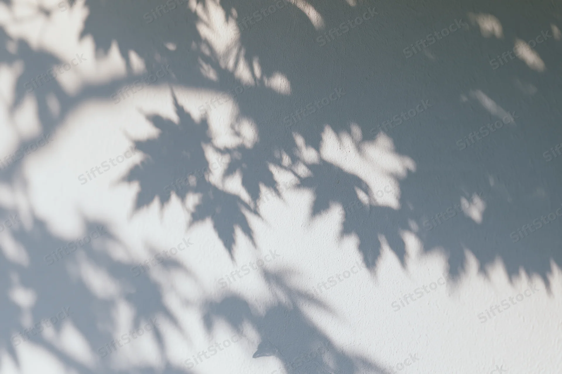 Soft shadows of maple leaves and branches cast on a plain wall