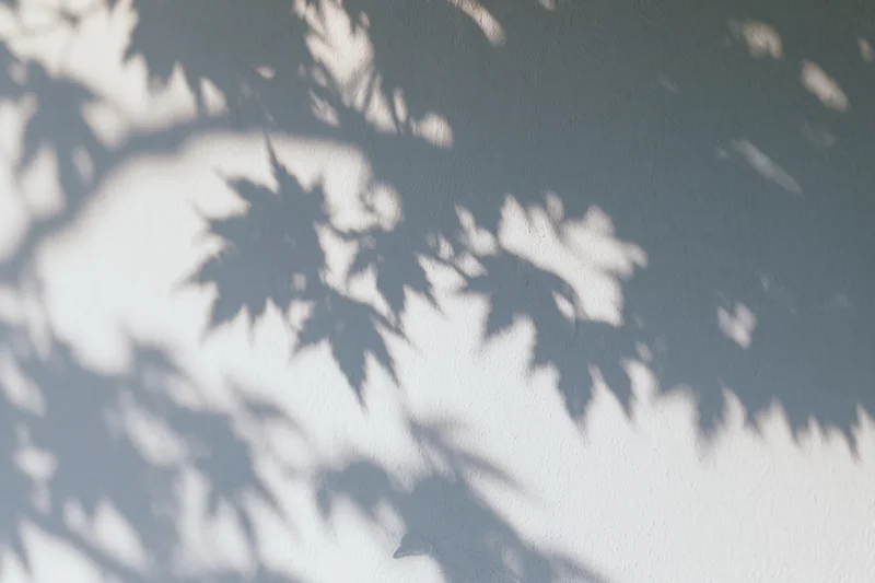 Soft shadows of maple leaves and branches cast on a plain wall