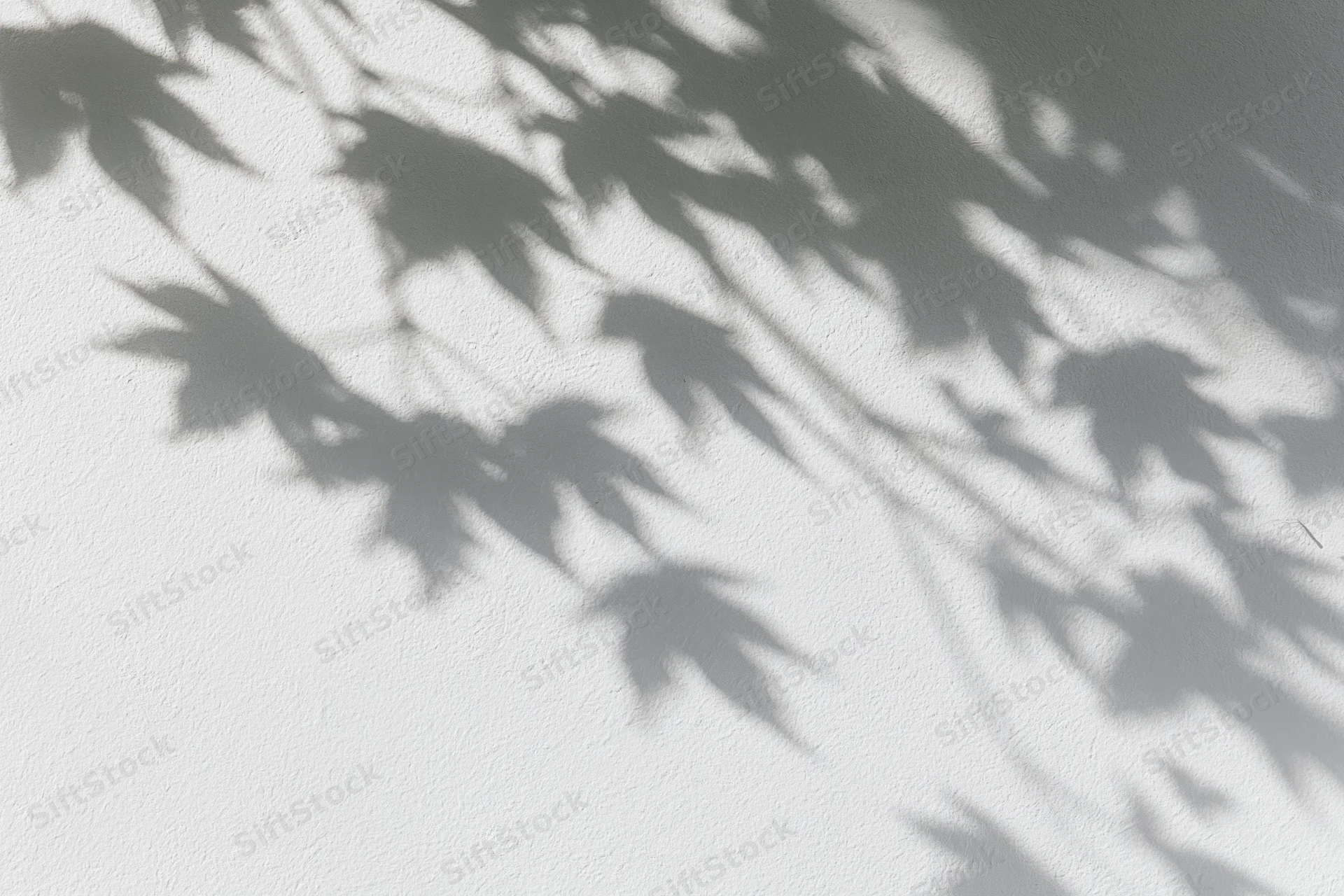 Soft shadows of maple leaves and branches cast on a white textured wall