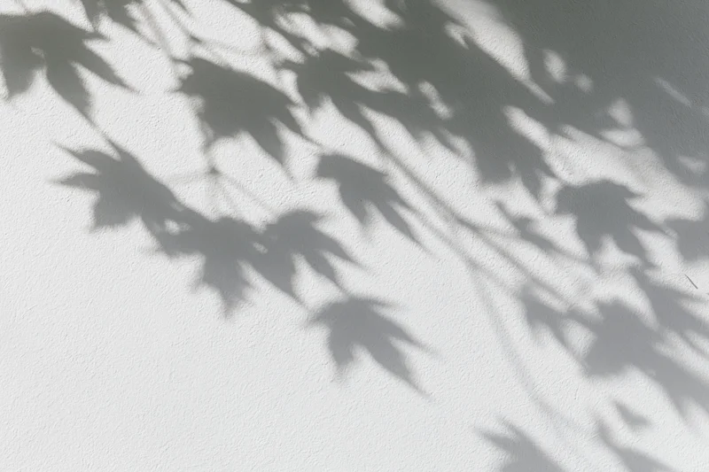 Soft shadows of maple leaves and branches cast on a white textured wall