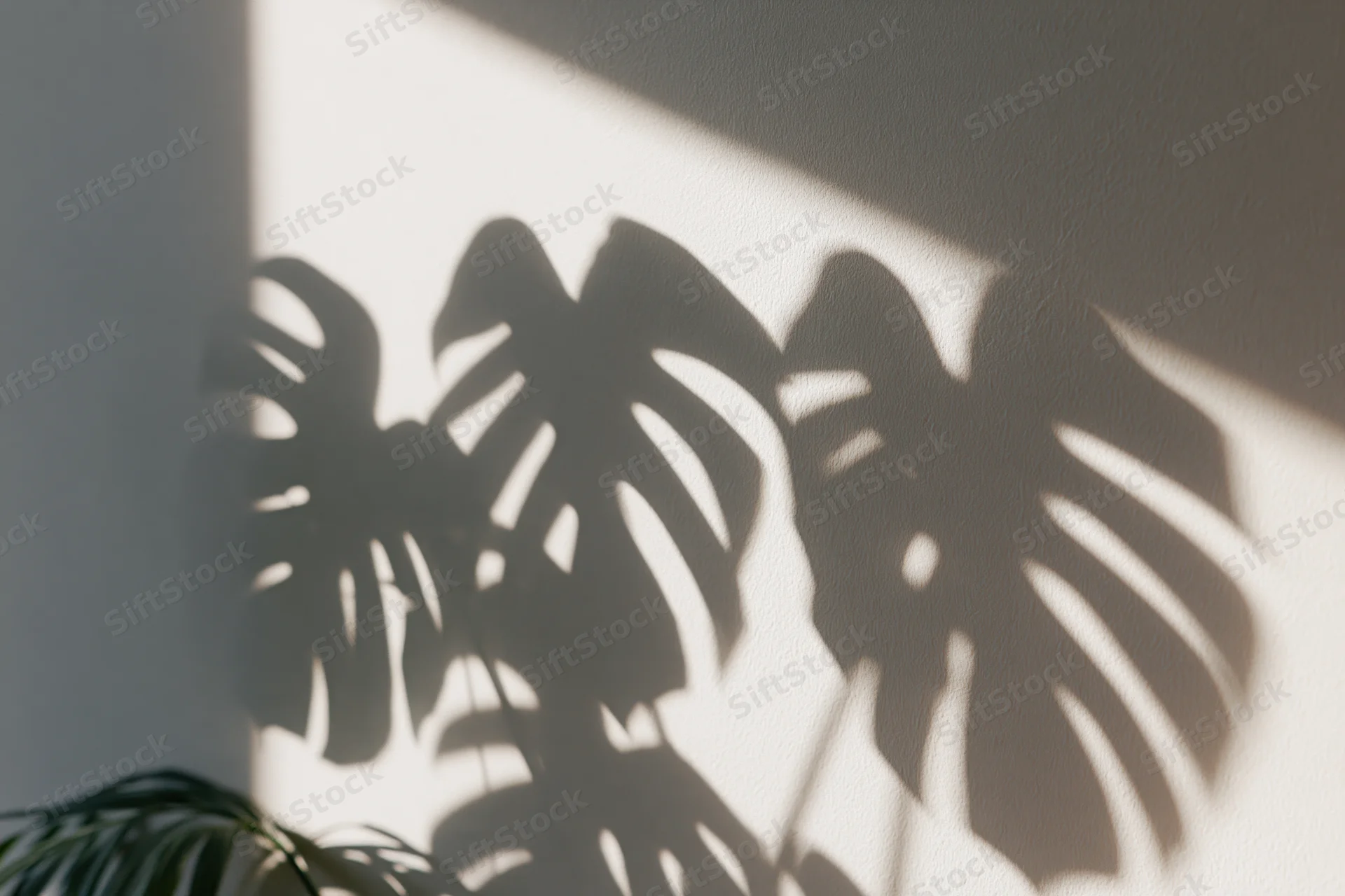 Shadow of monstera leaves cast on a white wall in a bright interior