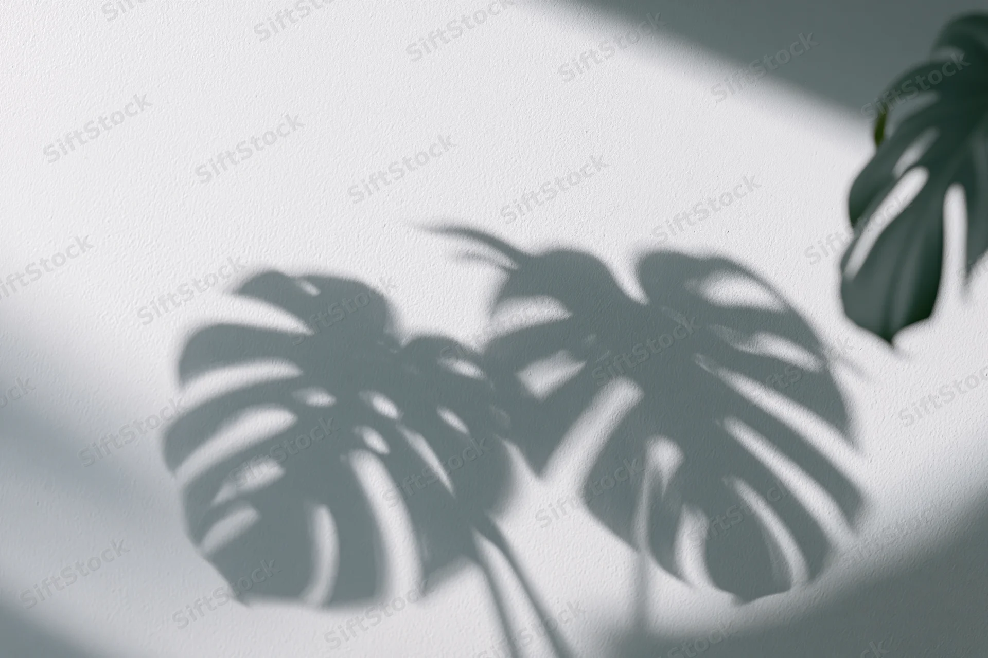 Monstera leaf shadows cast on a white wall in a bright indoor space