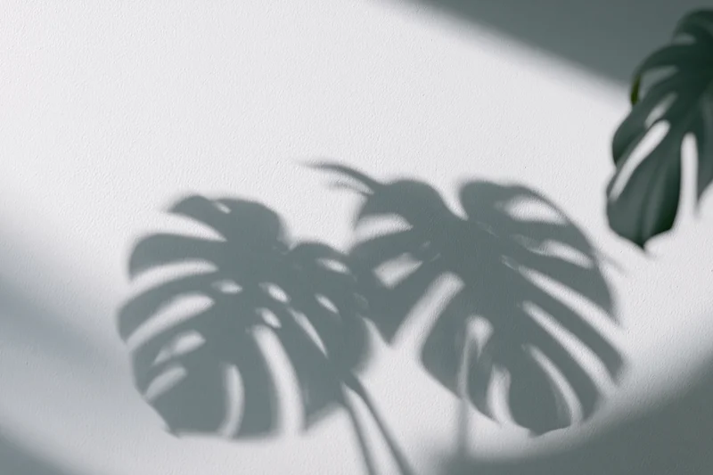 Monstera leaf shadows cast on a white wall in a bright indoor space