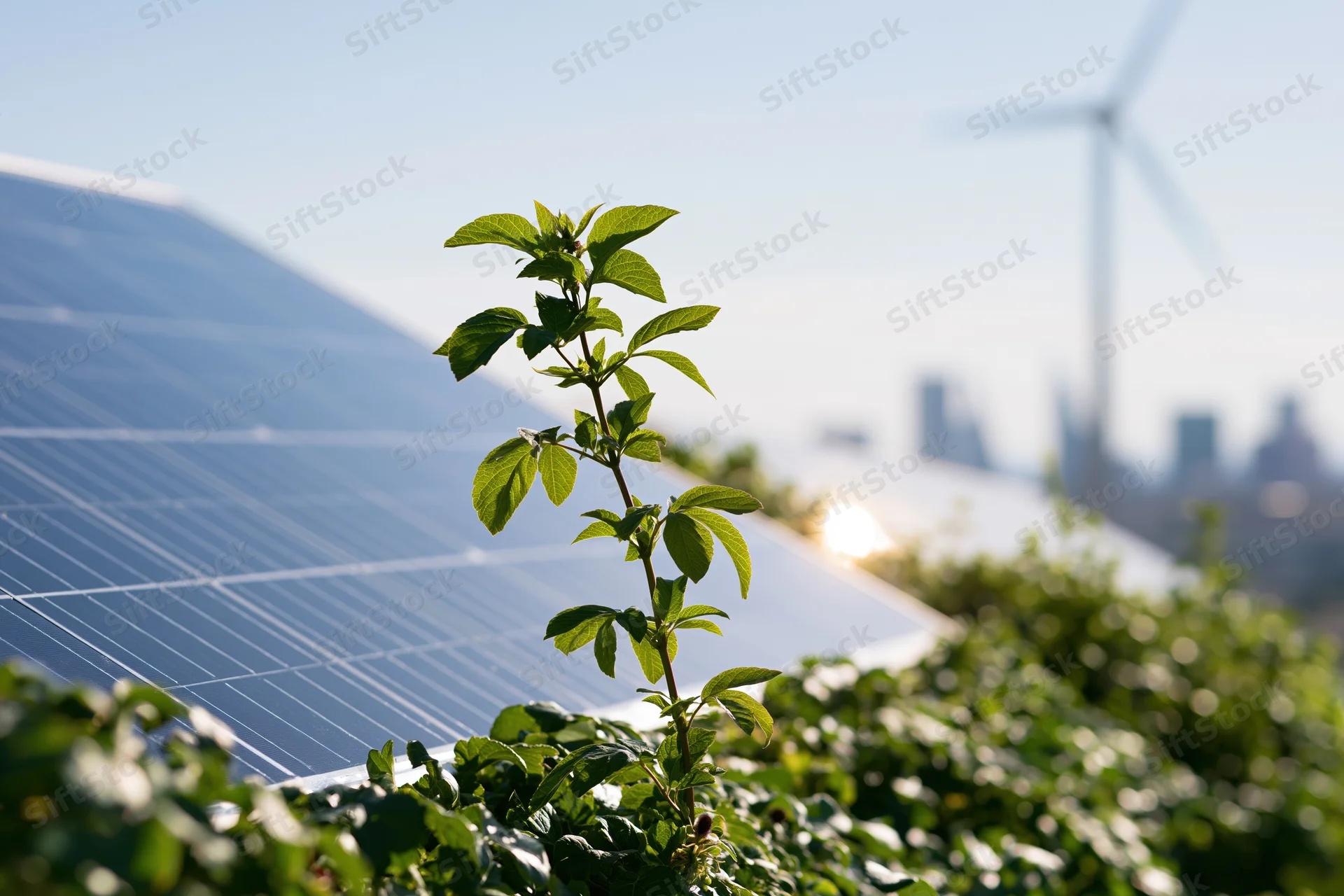Young plant growing among solar panels with wind turbine and city skyline in background