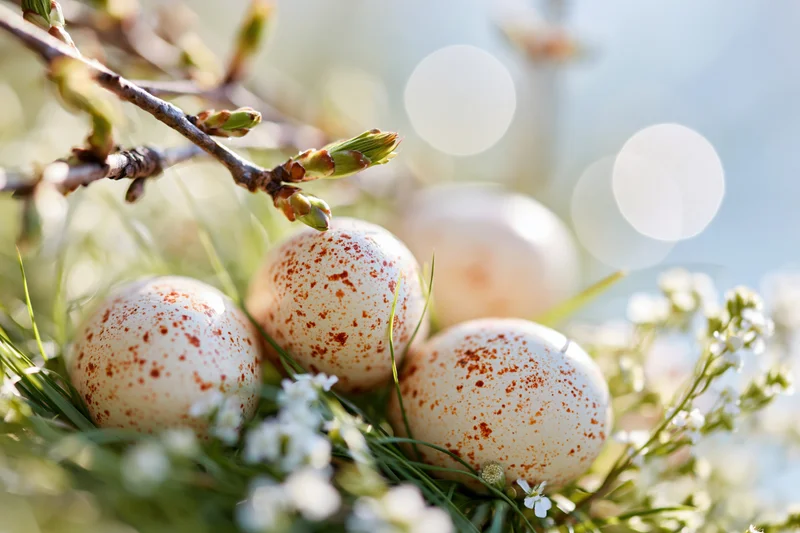 Speckled easter eggs nestled in green grass among white flowers and budding branches